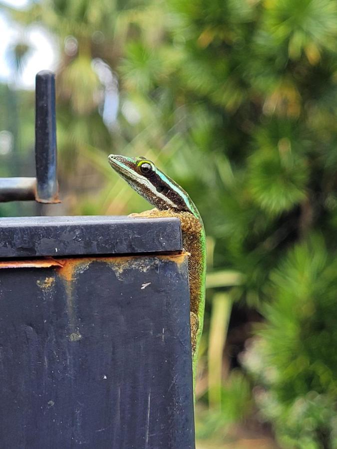 Le Gecko Vert Manapany-les Bains Exteriér fotografie